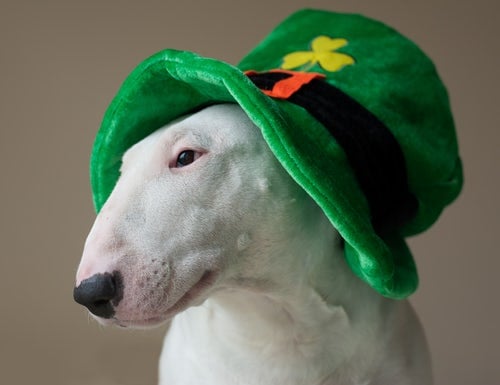 Dog w Leprechaun hat