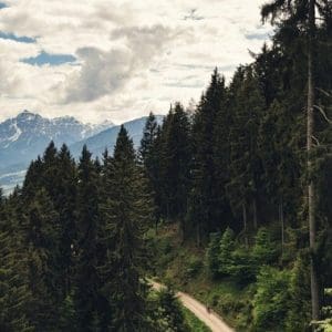 Clean road in a forest