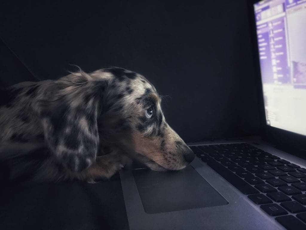 dog at a computer
