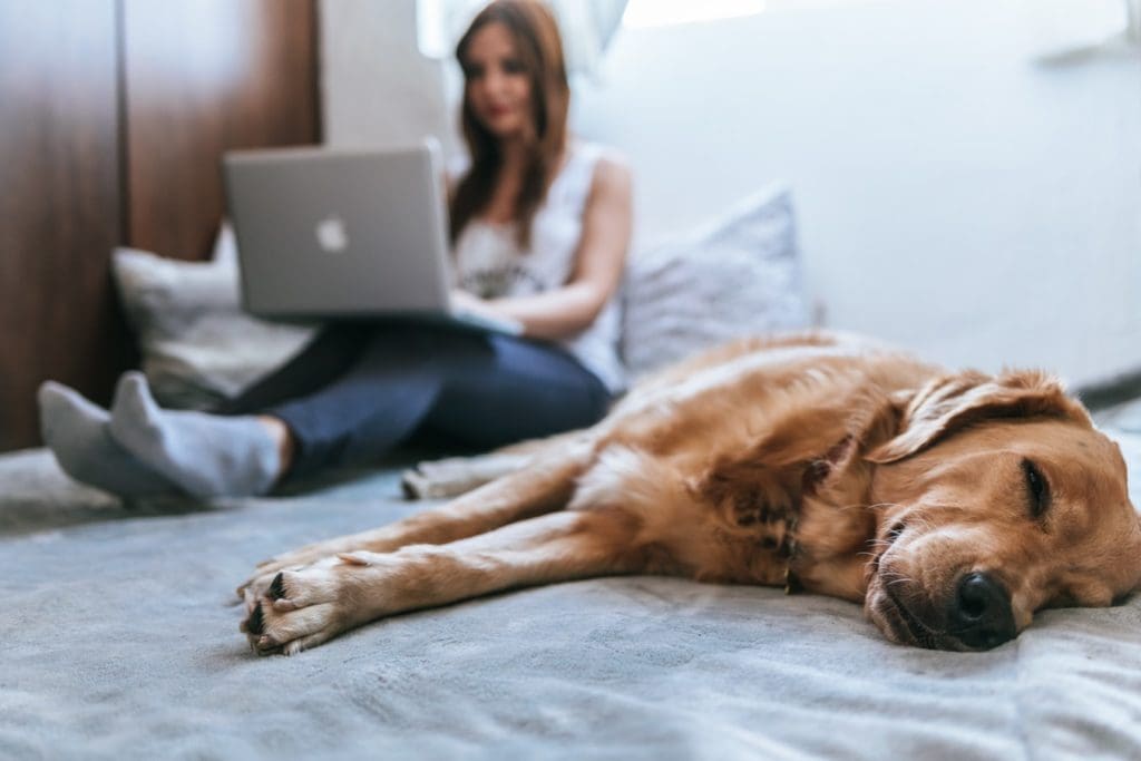 dog sleeping on a bed