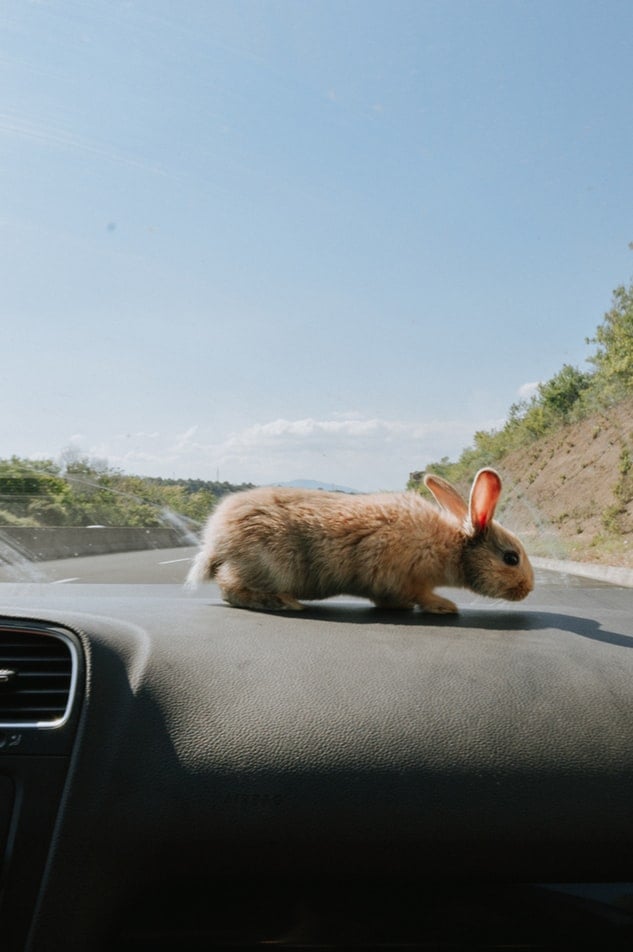 rabbit in a car