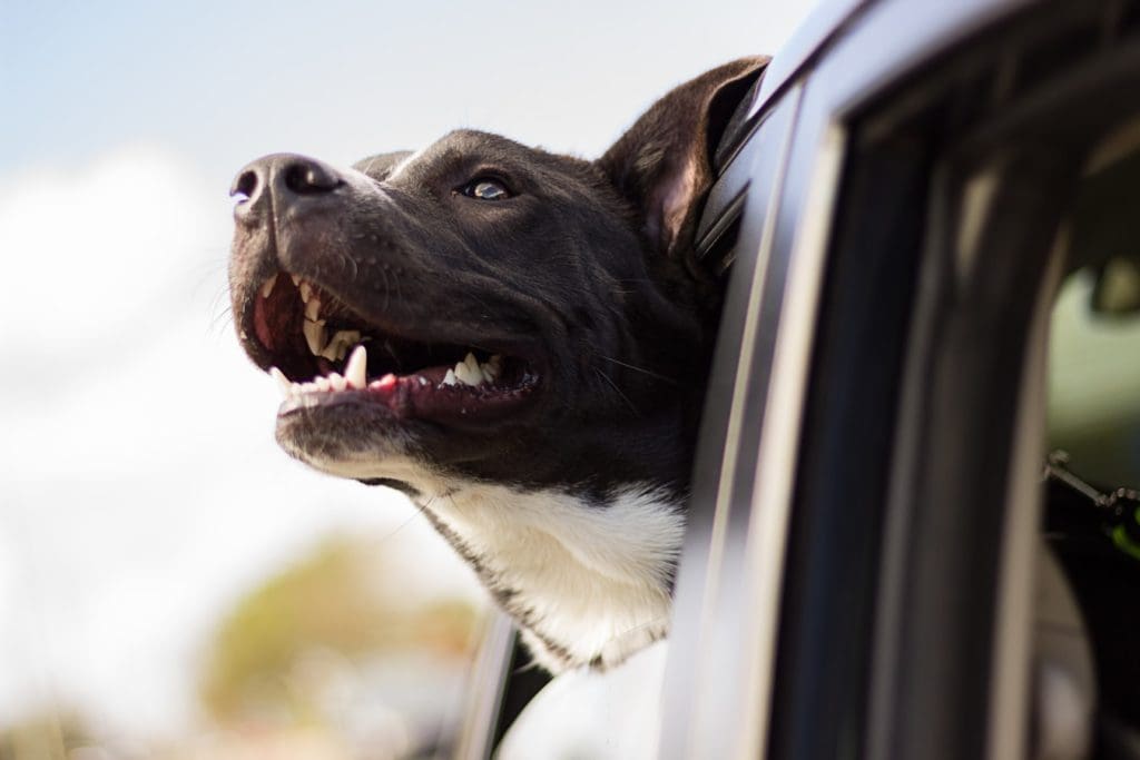 dog's head car window