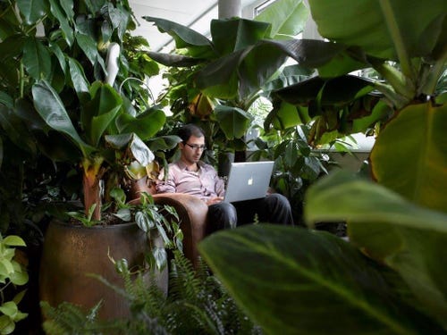 Google Jungle Office