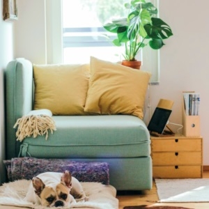 living room with sofa, plant and dog