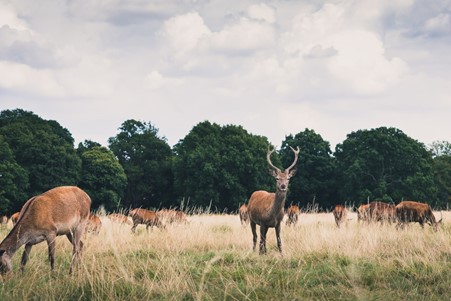 Deer in Richmond Park in South London.