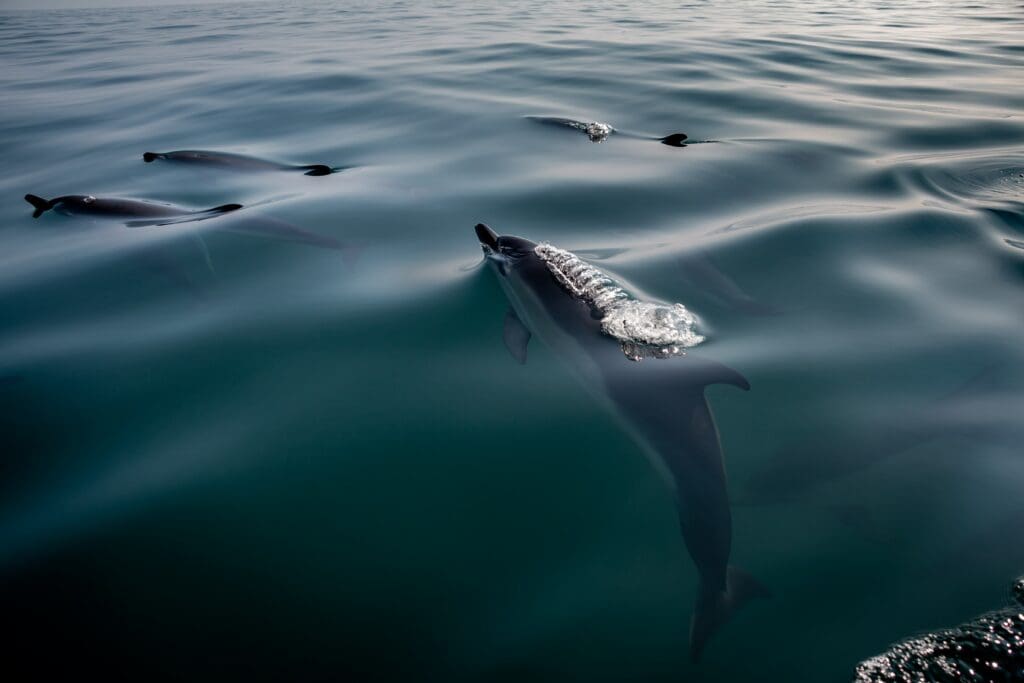 Spot dolphins in the English Riviera. 