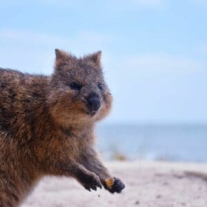 photo of cute quokka on white sand against blue sea and sky