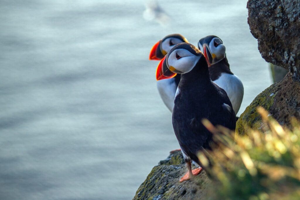 Puffins at Dyrholaey, Iceland