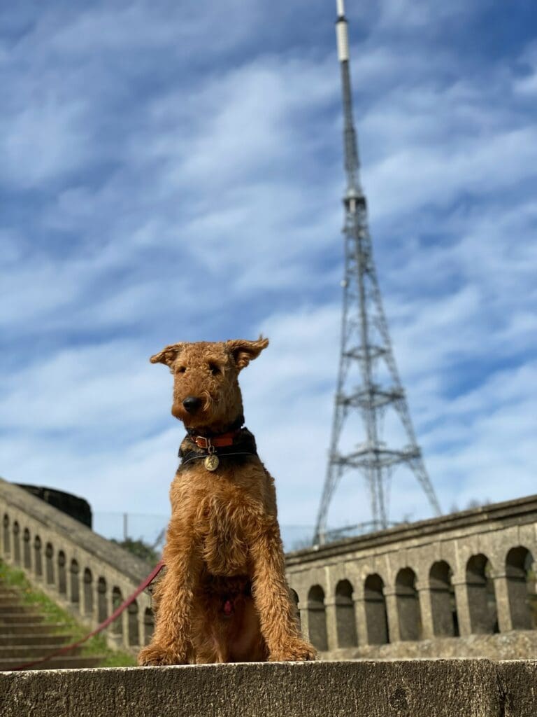 Dog at Crystal Palace Park, UK