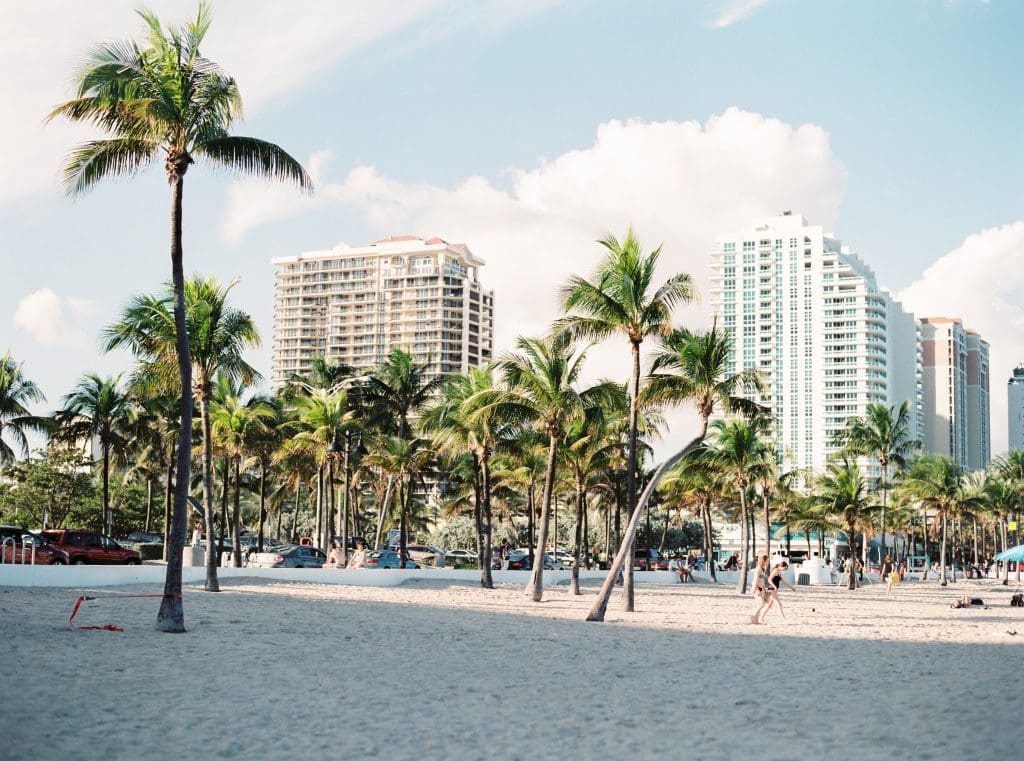 Miami beach palm trees