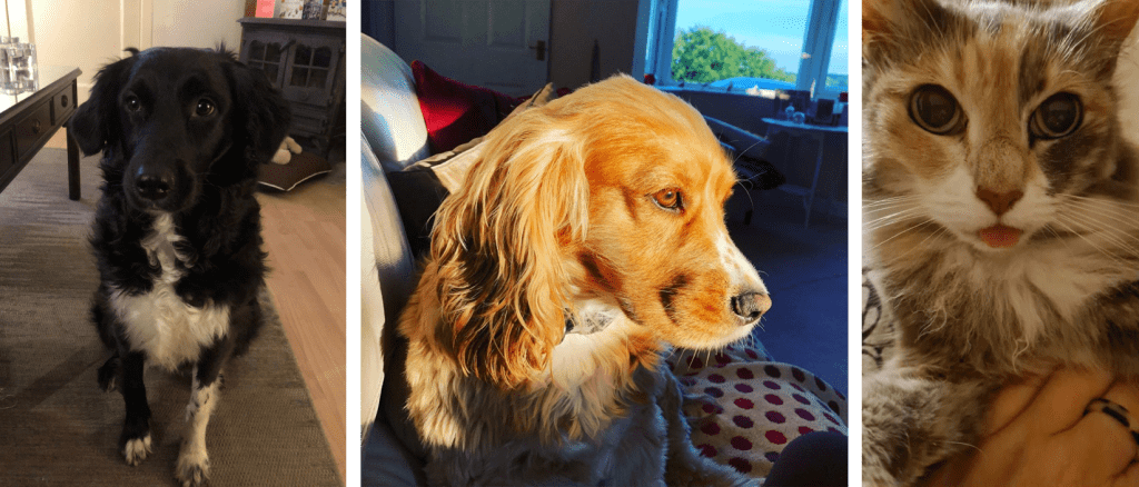 National Pets Month
