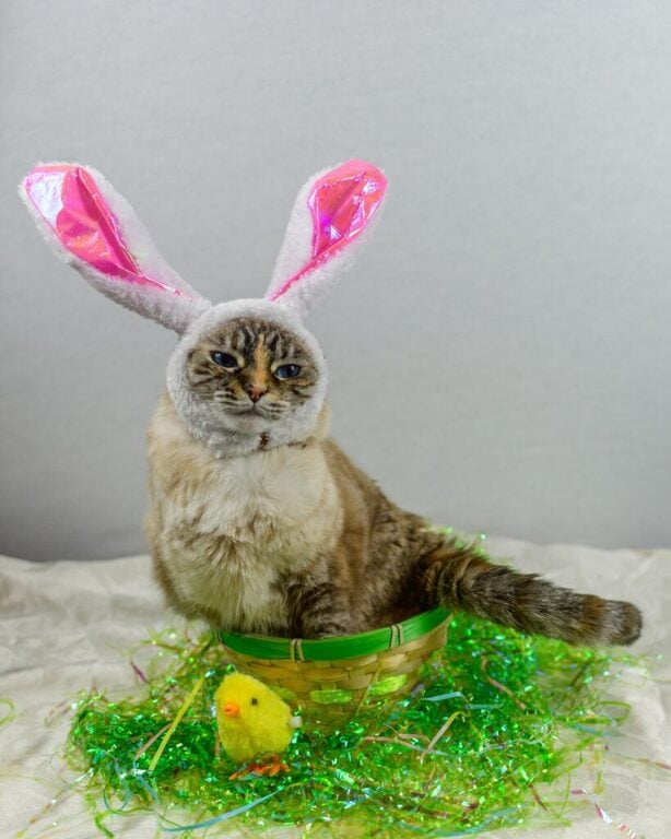 easter bunny cat