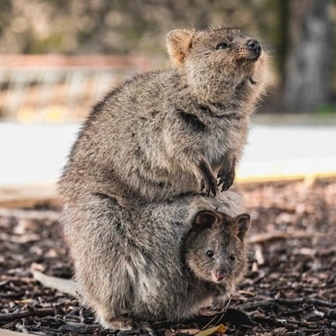 Animals Australia