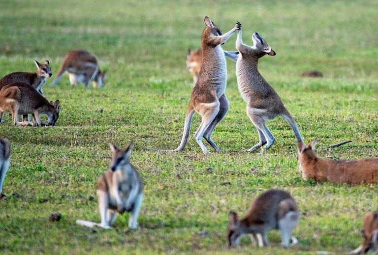 Kangaroos 