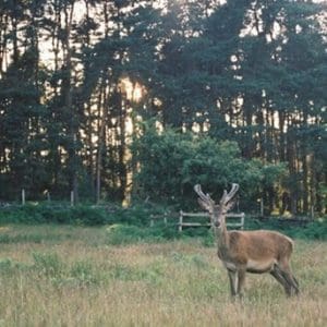 deer in London park