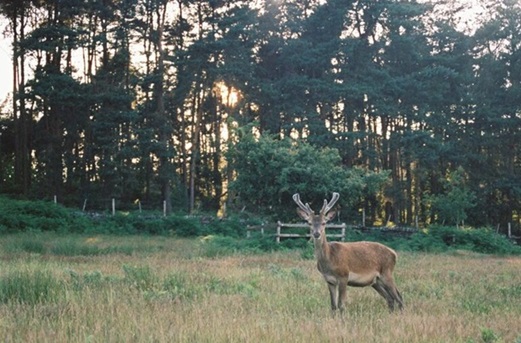 deer in London park