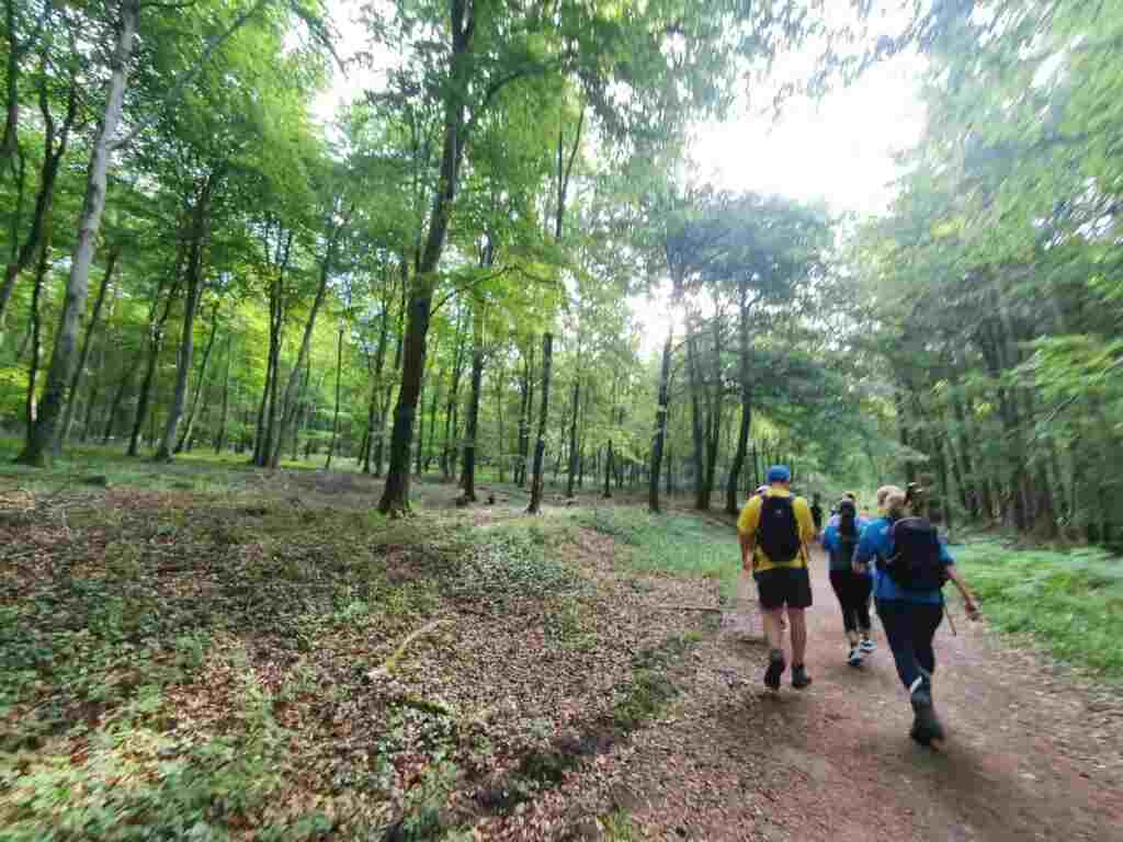 people walking though a forest