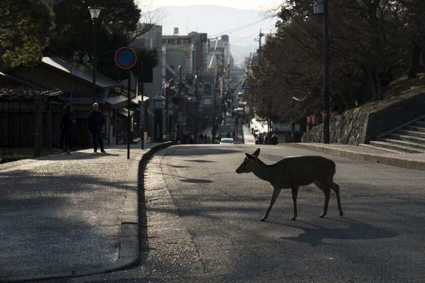 A Sika Deer crossing the road in Japan.