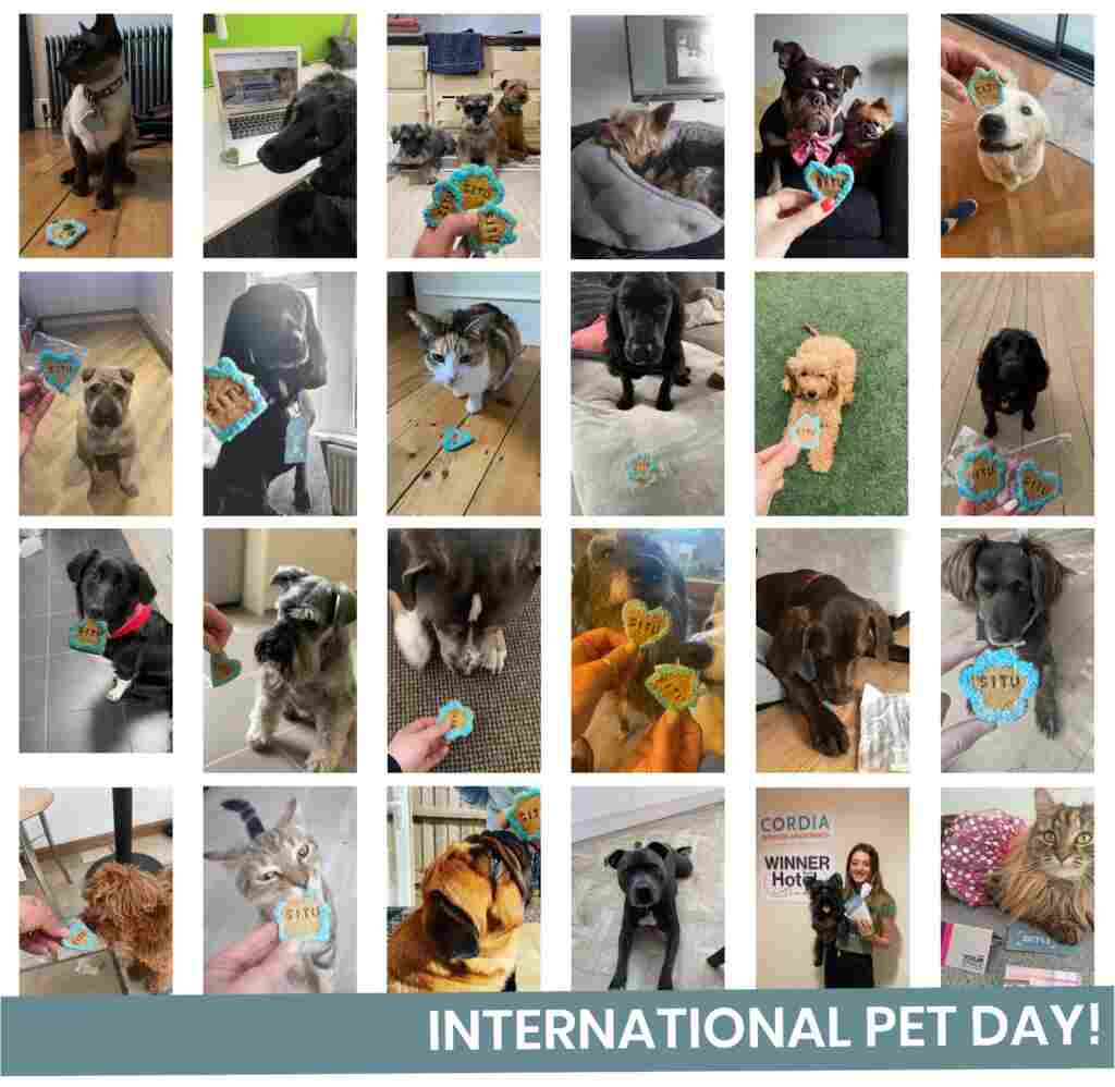 furry friends' group photo in the international pet day