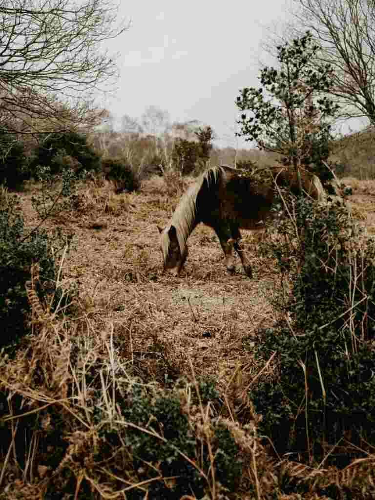 Top 10 UK National Parks for your Summer Staycation - New Forest