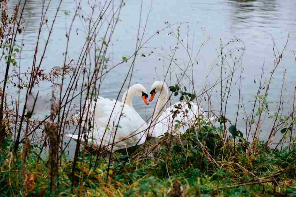 Caversham Court, Reading, UK