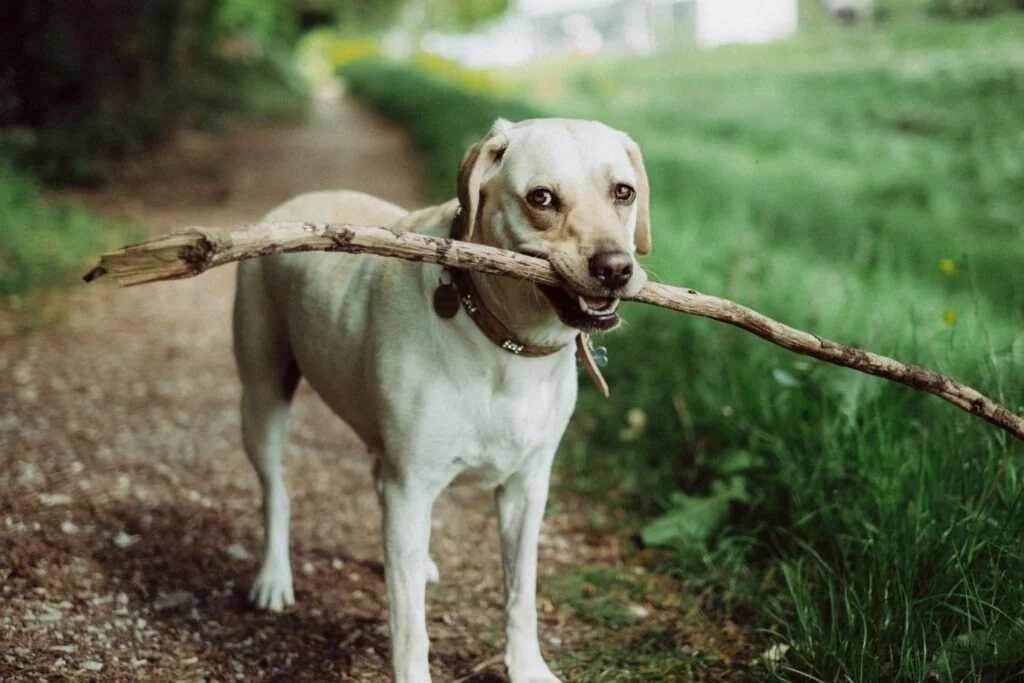 A brown and white dog standing in the grass