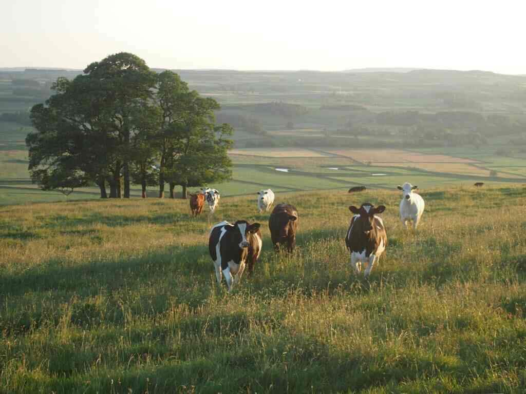 Cows on the hill