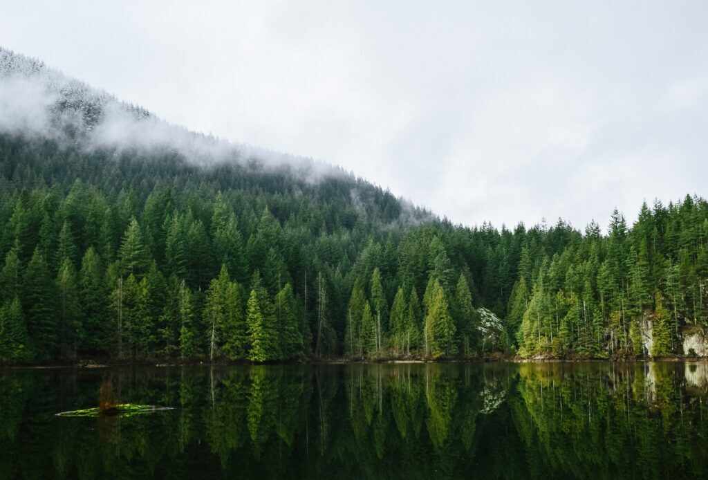 The greenery of Vancouver - lake and forest