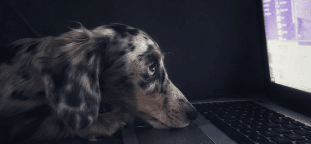 Dog in front of a computer